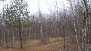 Охота на зайца с Русской гончей 5 11 23