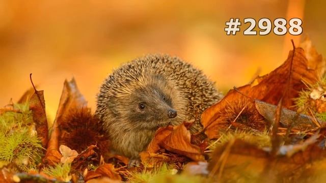 #2988. Ежи (В мире животных) смотреть онлайн