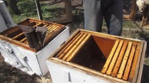 Деление  пчелосемьи на пол лета с выведением матки