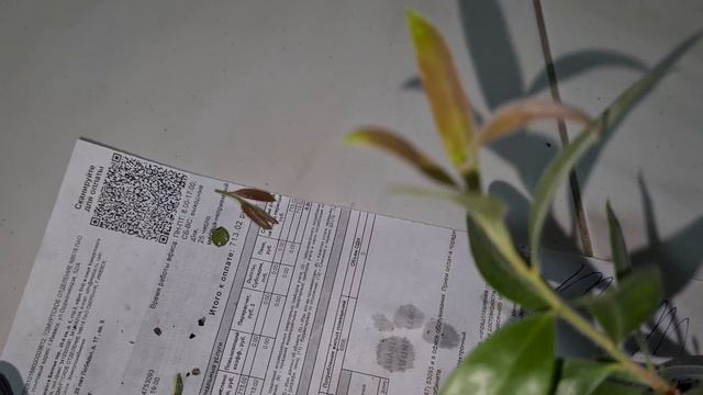 Каллистемон. Обрезка нового цветка смотреть онлайн