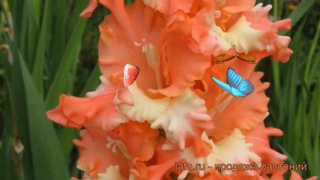 Гладиолус гофрированный Фризлд Корал Лейс ? обзор: как сажать, рассада гладиолуса Фризлд Корал Лейс смотреть онлайн