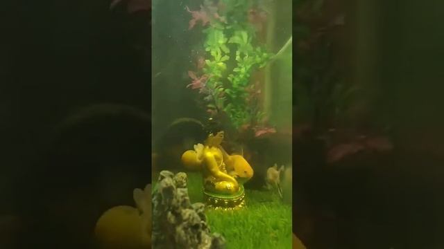 Apple snail #applesnail #aquariumfishes #ismartguntur смотреть онлайн