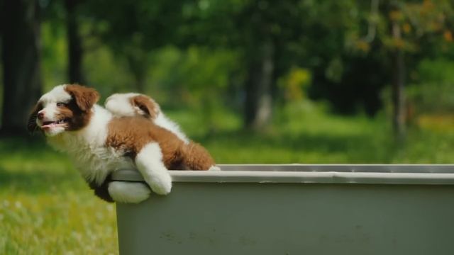 Из машины выкинули собаку и 9 щенков. Но дальше произошло Невероятное! смотреть онлайн
