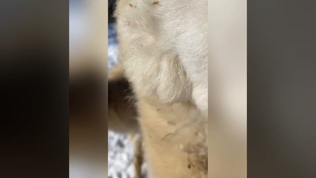 Doug the Minidonkey is fuzzy af, Keith and Michael the alpacas have no idea what personal space is смотреть онлайн