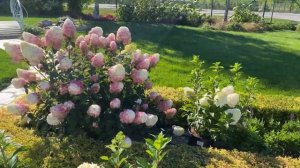 Еще раз о гортензии Самарская Лидия