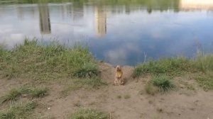 Суслик. смелый суслик.