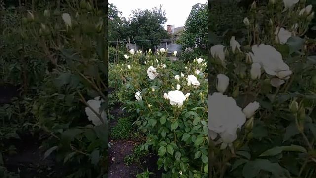 Роза Кордес - Айсберг. Самая красивая белая флорибунда. смотреть онлайн