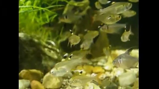 Пристелла Ридлея смотреть онлайн