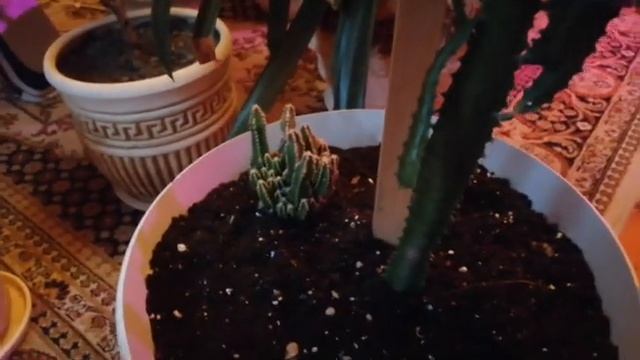 Сумасшедшая,долгожданная композиция из суккулентов! Грунт! Декорация! Уход! Полив! смотреть онлайн