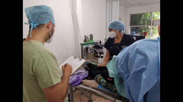 INTERNATIONAL VETERINARY TRAINING CENTER (IVTC) смотреть онлайн