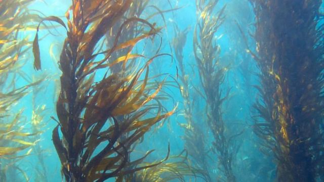 Биология 5 класс (Пасечник) аудио параграф 13 «Водоросли» смотреть онлайн