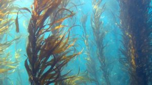 Биология 5 класс (Пасечник) аудио параграф 13 «Водоросли»