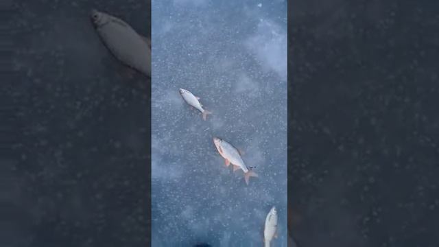 зимняя рыбалка смотреть онлайн