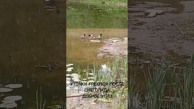 Утки греются смотреть онлайн