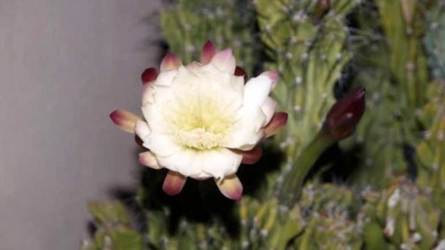 Muntanyes de Montserrat (Fam. Cactaceae, Cereus peruvianus ssp. monstruosa) смотреть онлайн