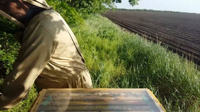 Бакфаст и Украинская Степная в начале медосбора с акации смотреть онлайн