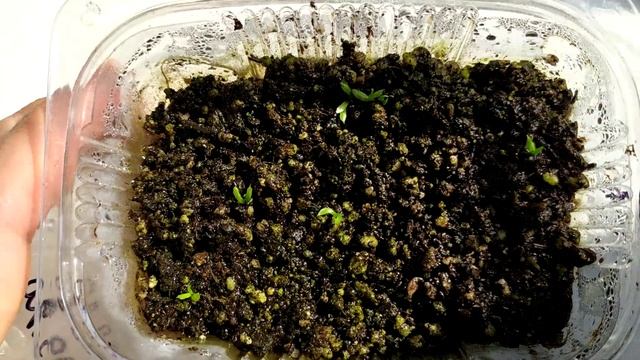 Венерина Мухоловка. Dionaea Muscipula. Всходы семян. смотреть онлайн