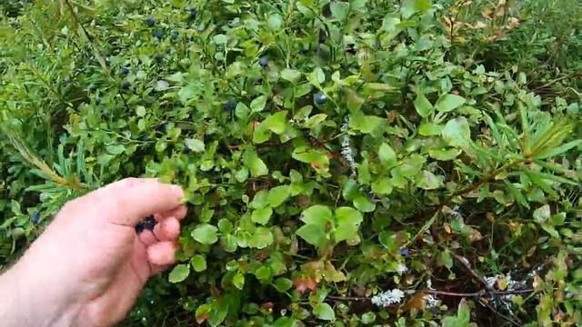 Где собрать чернику в Финляндии.Черника часть 1 смотреть онлайн