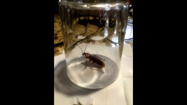 Фрагменты Эмоций