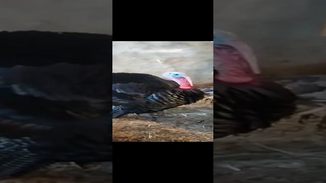 Примочки для живности