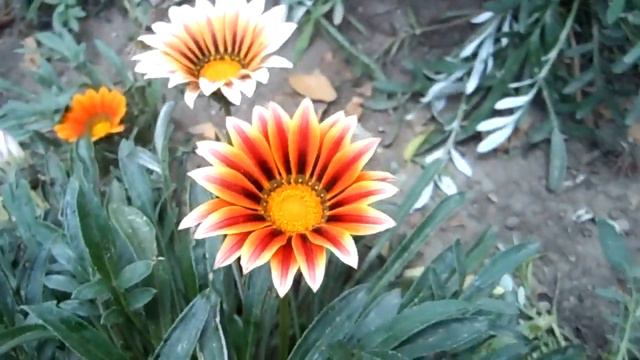 FLORES EN EL ASFALTO 55. Dormilona Margarita Africana Flor del Tesoro смотреть онлайн