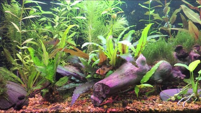 Аквариумный грунт. Просев керамзита. смотреть онлайн