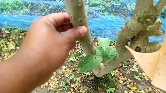 Angel's Trumpet (Brugmansia) | Trumpets of Death | Moonflower смотреть онлайн