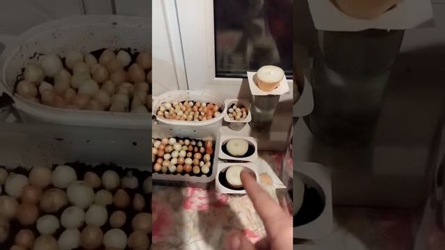 Выращиваем лук на перо на подоконнике. смотреть онлайн