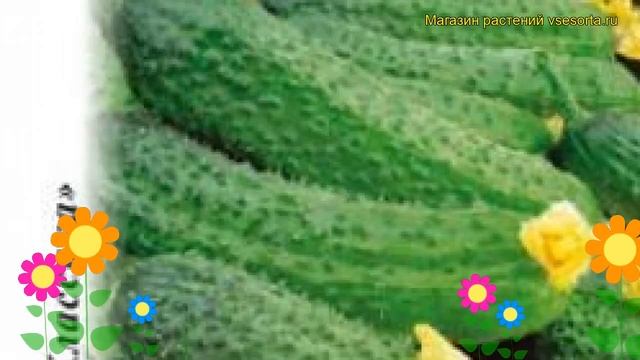 Огурец Аванс F1 (Огурец). Краткий обзор, описание характеристик, где купить семена cucumis sativus смотреть онлайн