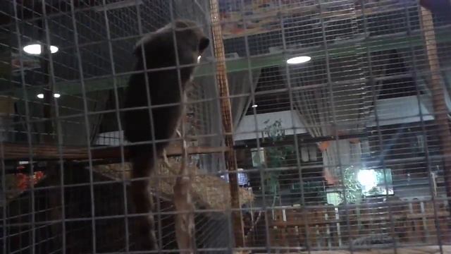 КОНТАКТНЫЙ ЗООПАРК В ГРИН ПЛАЗЕ/ МИЛАНА КОРМИТ КРОЛИКОВ И  КОЗОЧЕК/ ДОНЕЦК 2019