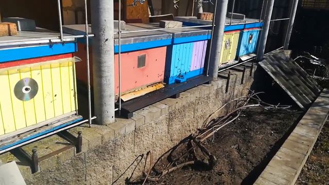 Первый облет пчел после зимы. Беларусь, Клинок. 15 марта 2022 года. смотреть онлайн