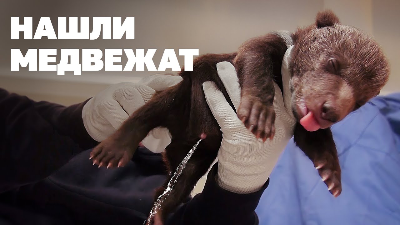 Идем искать берлогу медведя смотреть онлайн