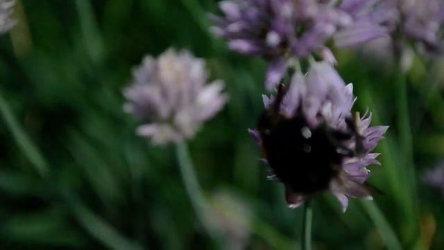 TopArtRelax: NatureVideo & NatureSounds смотреть онлайн