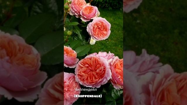 Роза Чиппендейл (Chippendale) 10 лучших роз. смотреть онлайн