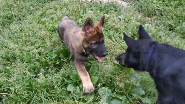 Зонарный щенок немецкой овчарки ГДР-линий смотреть онлайн