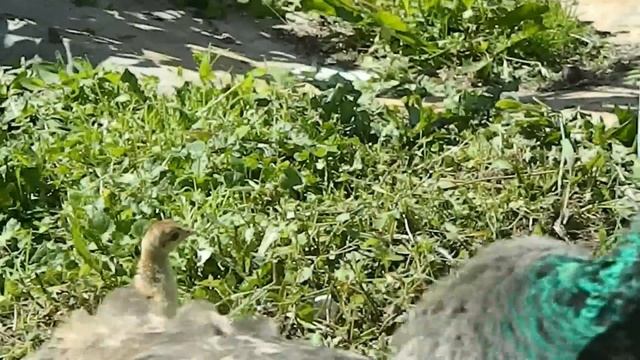 Содержание и Разведение Павлинов 2 часть/Breeding And Raising Peafowl