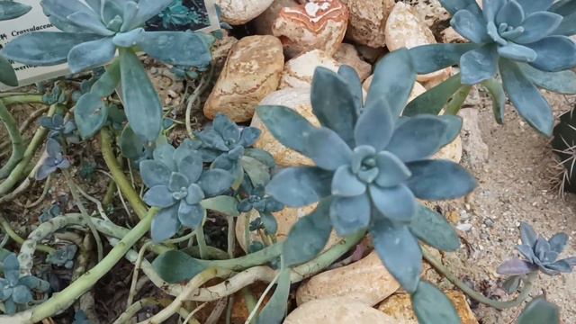 Echeveria peacockii смотреть онлайн