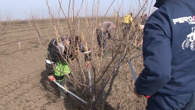 OREZIVANJE VOĆNJAKA LEŠNIKA смотреть онлайн