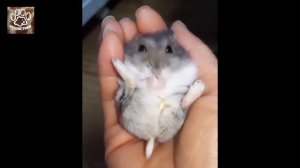 Хомяки для детей, подборка прикольных видео про хомяков