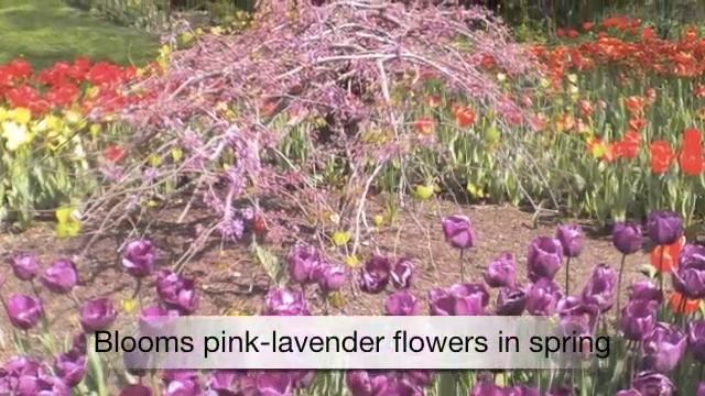 Cercis canadensis Compact Redbud смотреть онлайн