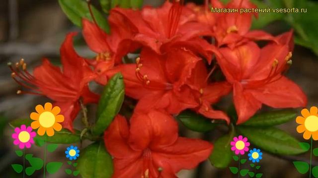 Азалия гибридная Сатан. Краткий обзор, описание характеристик azalea knap hill Satan смотреть онлайн