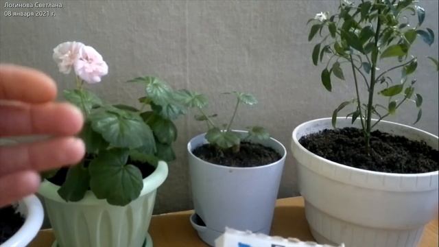 ПОДКОРМКА КОМНАТНЫХ РАСТЕНИЙ В ЗИМНИЙ ПЕРИОД // TOP DRESSING OF INDOOR PLANTS IN WINTER смотреть онлайн
