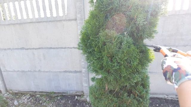 СТРИЖКА ТУИ. Новая форма для многоствольной туи