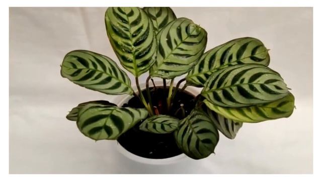 Calathea Burle Marxii Live Plant смотреть онлайн