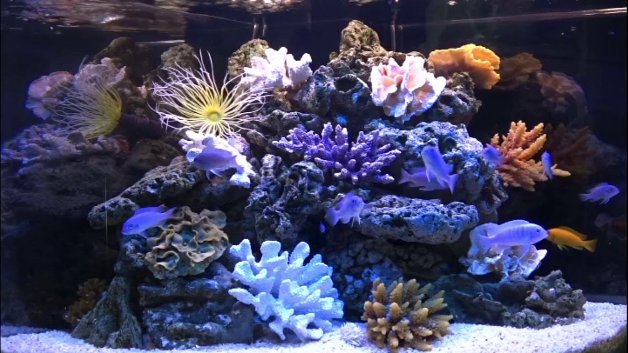 Аквариум с тумбой TRIGON 190 LED смотреть онлайн