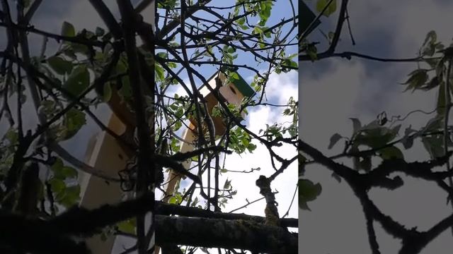 В скворечнике поселились скворцы! смотреть онлайн