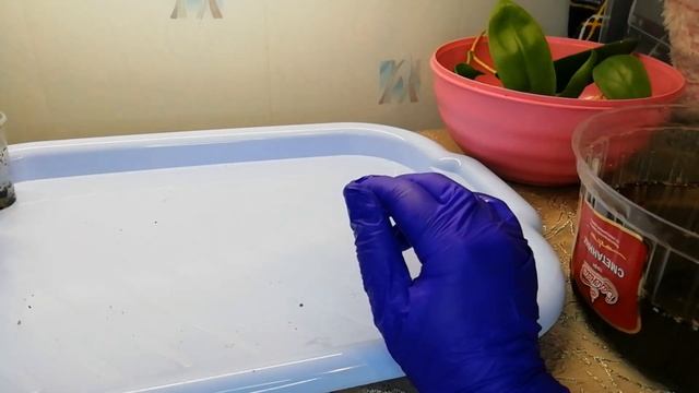 Обработка растений от насекомых вредителей. #хойя #хойиуход #хойиукоренение #насекомыевредители смотреть онлайн