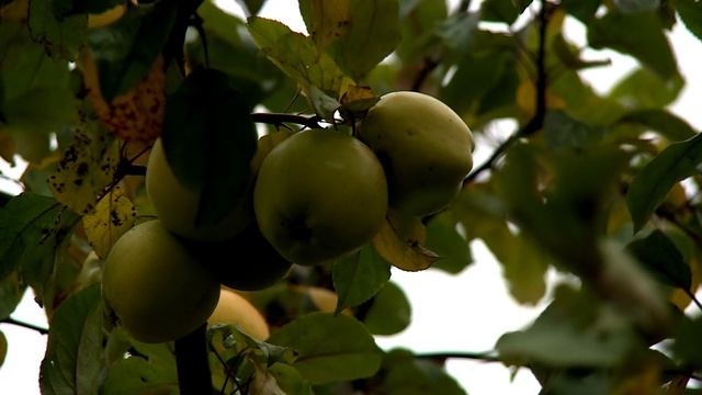 Большой яблоневый Сад Санкт - Петербурга