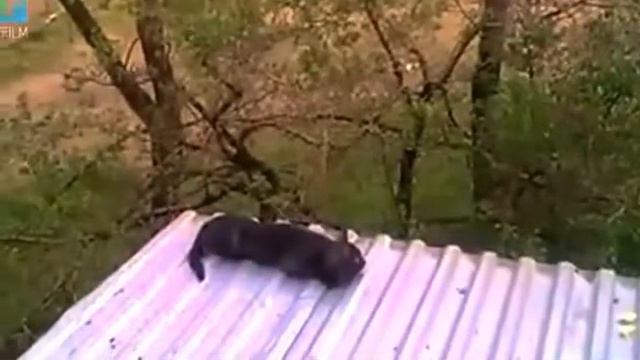 Ника и голуби смотреть онлайн