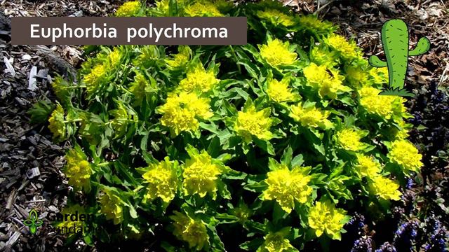 Favorite Shade Plants 🌿🌺🌾 Native & Non-native Mostly Perennials and Some Trees смотреть онлайн